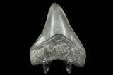 Serrated, Fossil Megalodon Tooth - Aurora, North Carolina #176589-2
